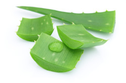 Польза алоэ при насморке