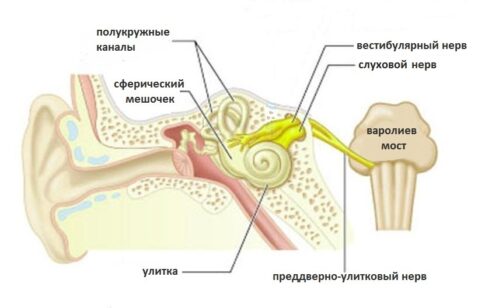 Что нужно делать, если заложило нос и уши?