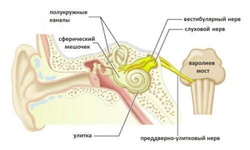 Что нужно делать, если заложило нос и уши?