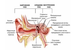 Строение уха